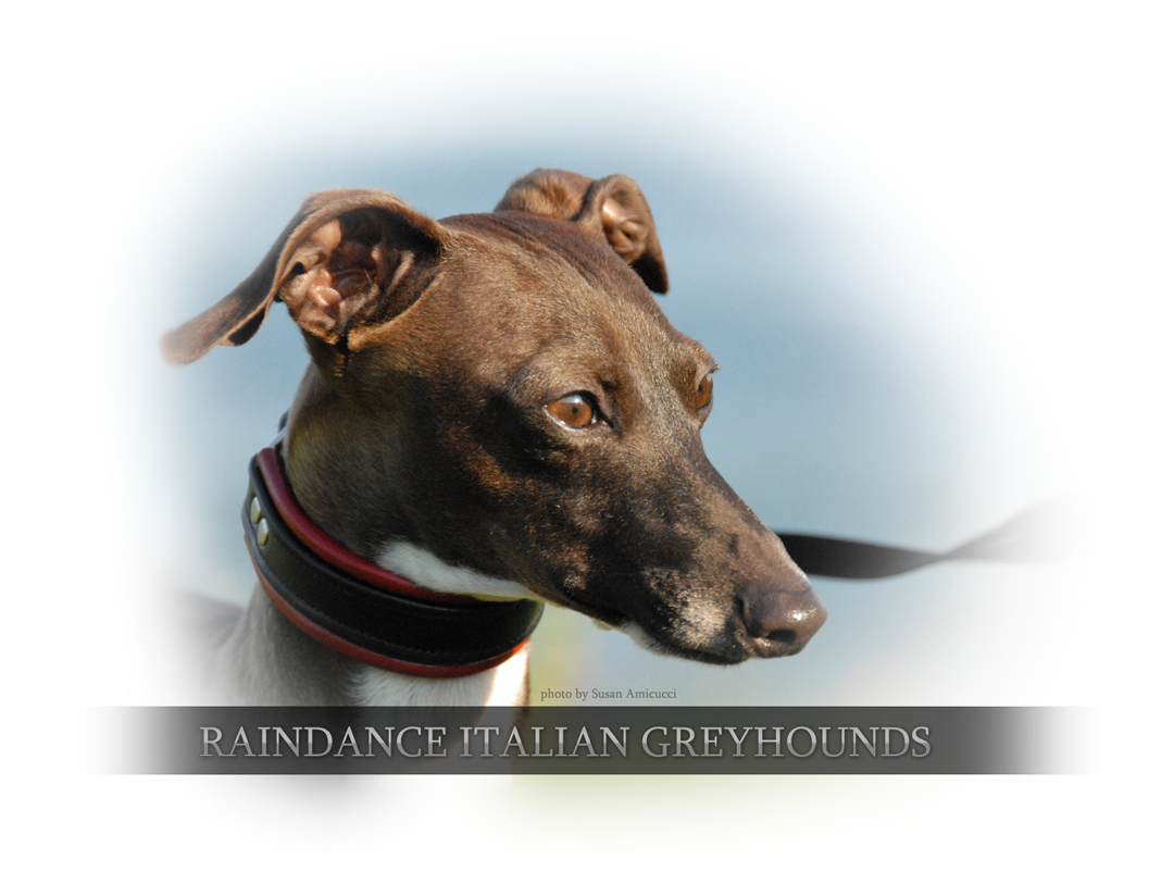 Raindance